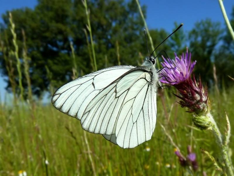 farfalle e uliveti